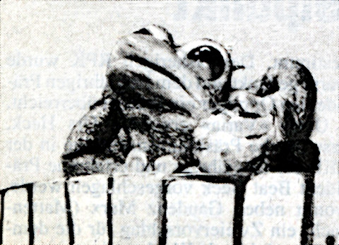 Der Froschkönig
